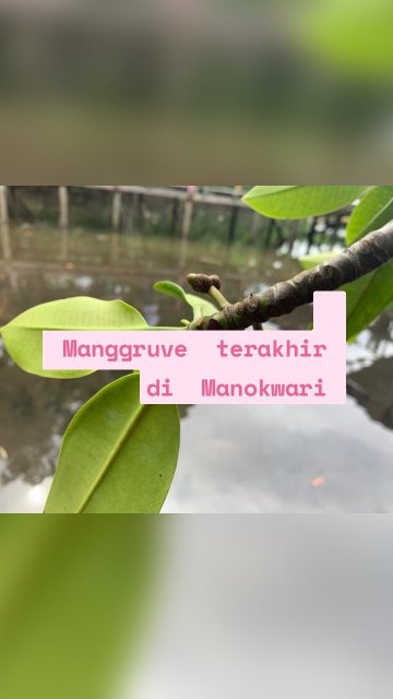 Manggruve terakhir di Manokwari